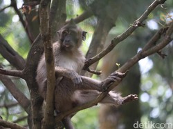 Lebih Dekat dengan Monyet Ekor Panjang di Wisata Karang Gantungan