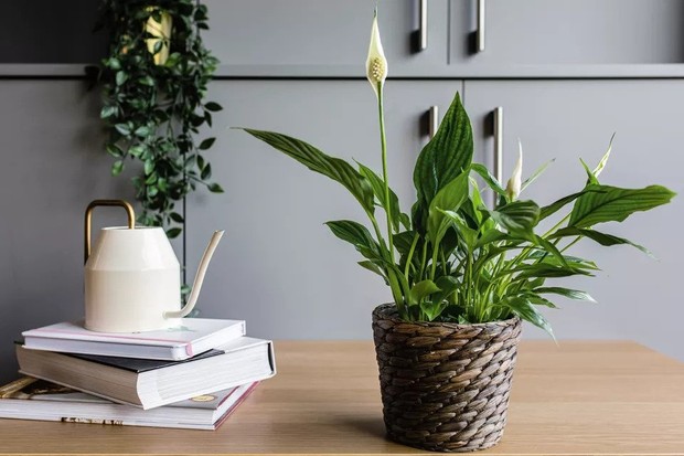 Peace lily atau spathiphyllum berguna untuk membersihkan dan menyerap racun dari benzenea, formaldehida dan trichloroethylene.