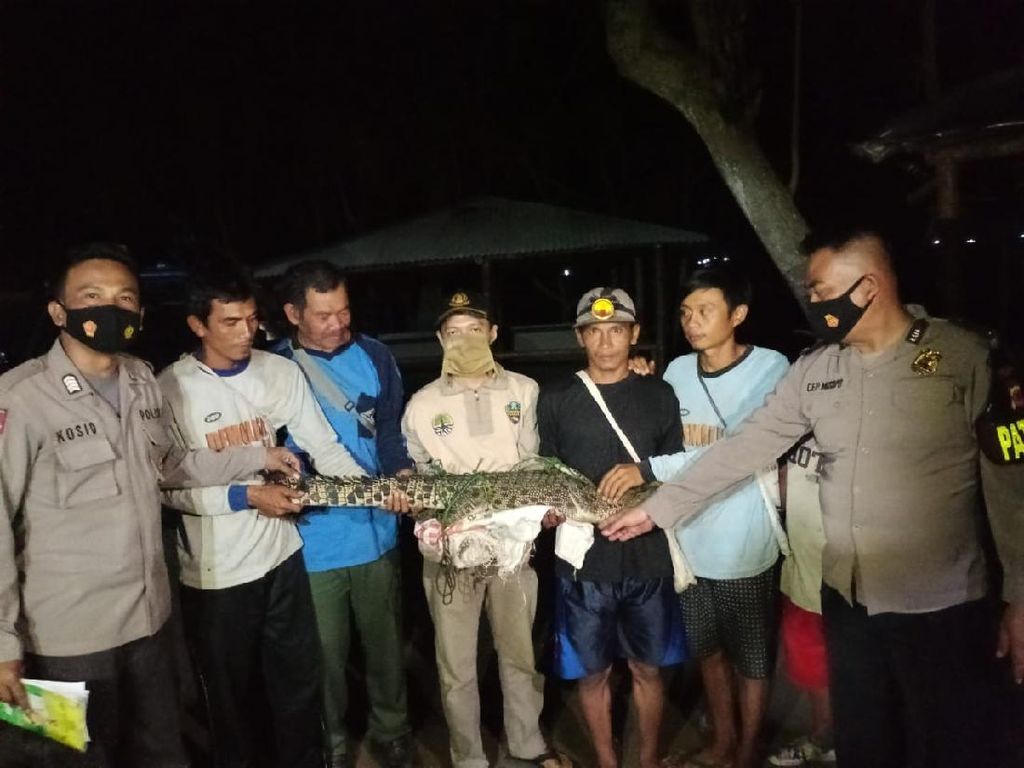 Bikin Resah, Buaya 2 Meter Ditangkap Warga Cianjur Bikin Resah, Buaya 2 Meter Ditangkap Warga Cianjur