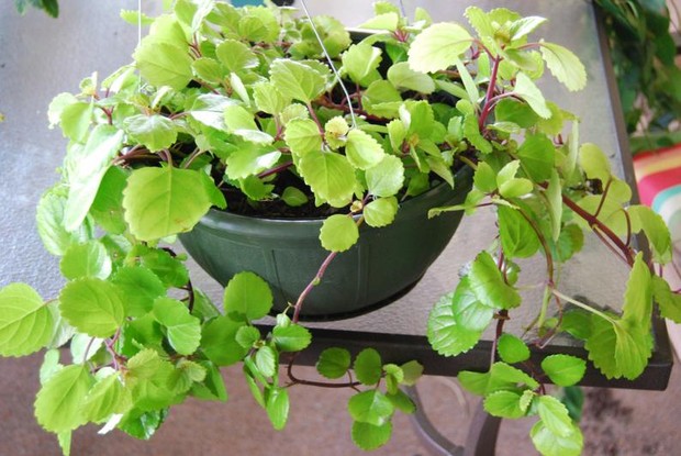 Swedish ivy atau plectranthus australis merupakan tanaman hias dengan serbuk sari rendah dan menjadi pilihan yang tepat untuk pemula yang suka berkebun dan memiliki alergi.