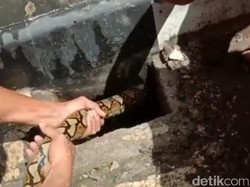 Perjuangan Damkar Blitar Tangkap Ular Sanca yang Masuk Saluran Air
