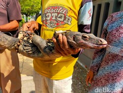 Biawak Besar Ditangkap Tukang Becak Sekitar Gedung DPRD Tuban