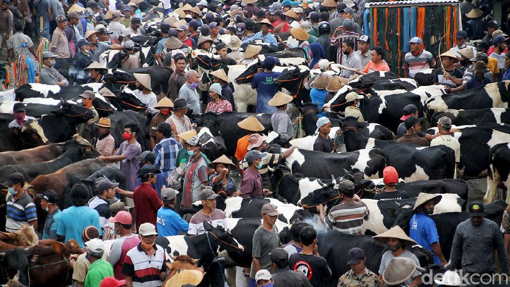 Geliat Pasar Hewan di Lereng Merapi yang Buka Tiap Pahing Geliat Pasar Hewan di Lereng Merapi yang Buka Tiap Pahing