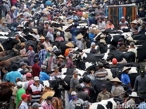 Geliat Pasar Hewan di Lereng Merapi yang Buka Tiap Pahing Geliat Pasar Hewan di Lereng Merapi yang Buka Tiap Pahing