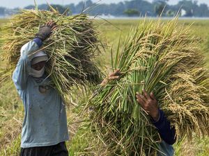 BPS: Harga Gabah & Daya Beli Petani Naik per Agustus