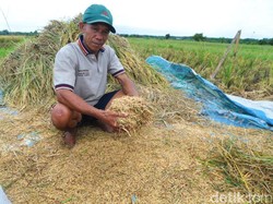 Harga Gabah di Banyuwangi Turun: Rencana Impor Beras Pengaruhi Pasar