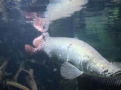 Waduh! Ikan Terlarang Masuk RI Ini Malah Ada yang Jual di Toko Online