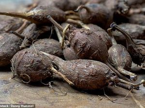 Kacang Kentang, Sayuran Tinggi Serat yang Menyehatkan Asal Amerika