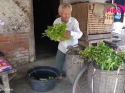 Salut! Kakek 83 Tahun Ini Masih Jualan Kangkung Demi Keluarga