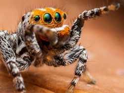 Imut! Spesies Laba-laba Ini Diberi Nama Nemo Seperti Kartun