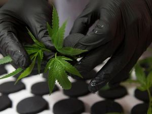 New York Tinggal Selangkah Lagi untuk Legalkan Ganja