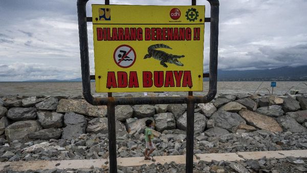 Ngeri! Pantai Wisata di Palu Jadi Habitat Buaya