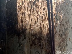 Teror Ribuan Ulat Bulu yang Bikin Resah Warga Kudus