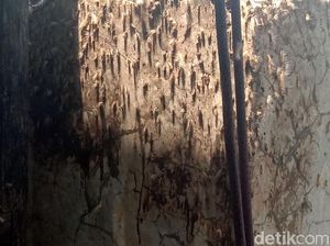Teror Ribuan Ulat Bulu yang Bikin Resah Warga Kudus Teror Ribuan Ulat Bulu yang Bikin Resah Warga Kudus