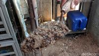 Ngeri! Ribuan Ulat Bulu Serbu Rumah Warga di Kudus