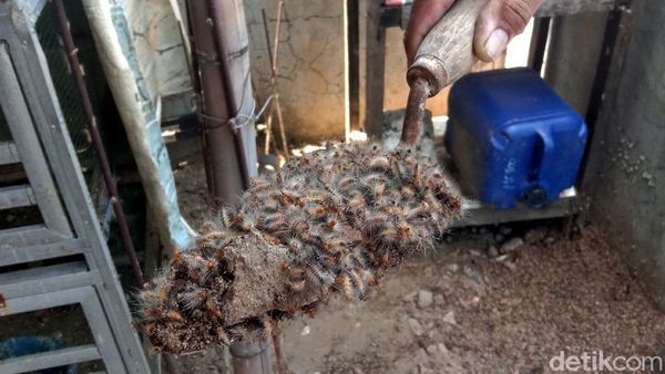 Ngeri! Ribuan Ulat Bulu Serbu Rumah Warga di Kudus