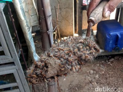 Ngeri! Ribuan Ulat Bulu Serbu Rumah Warga di Kudus
