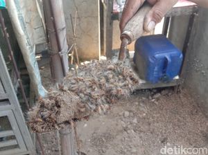 Teror Ulat Bulu Serang Rumah Warga di Kudus, Ternyata Ini Sumbernya Teror Ulat Bulu Serang Rumah Warga di Kudus, Ternyata Ini Sumbernya