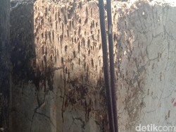 Hii!! Ribuan Ulat Bulu Serang Permukiman Warga Kudus