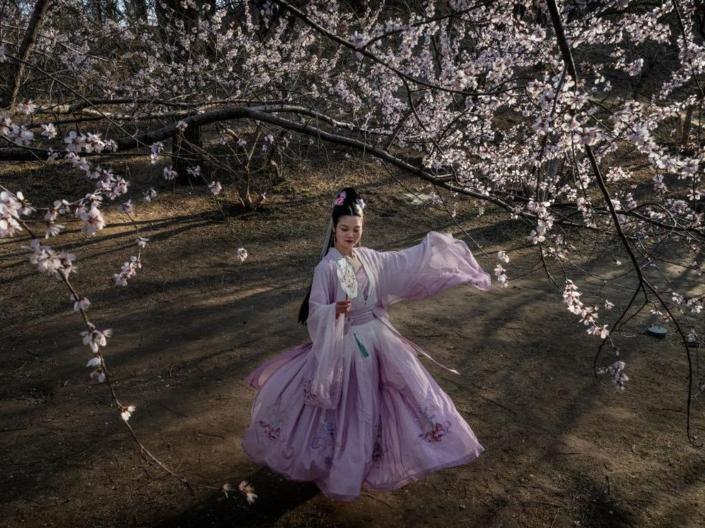 Pesona Bunga Sakura Bermekaran di Berbagai Negara
