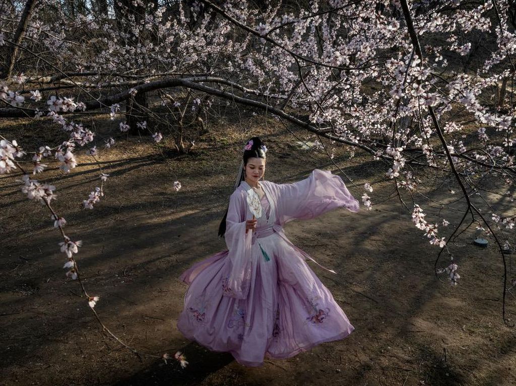 Pesona Bunga Sakura Bermekaran di Berbagai Negara Pesona Bunga Sakura Bermekaran di Berbagai Negara