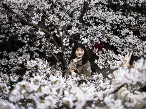Fakta Menyedihkan di Balik Mekarnya Bunga Sakura di Jepang Fakta Menyedihkan di Balik Mekarnya Bunga Sakura di Jepang