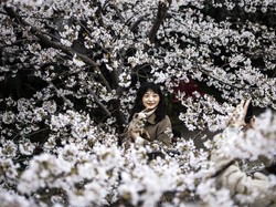 Fakta Menyedihkan di Balik Mekarnya Bunga Sakura di Jepang