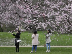 4 Musim di Jepang Berdasarkan Bulan, dari Semi hingga Dingin