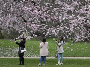 4 Musim di Jepang Berdasarkan Bulan, dari Semi hingga Dingin 4 Musim di Jepang Berdasarkan Bulan, dari Semi hingga Dingin