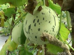 Petani Kota Probolinggo Sukses Tanam Melon Kelas Menengah ke Atas