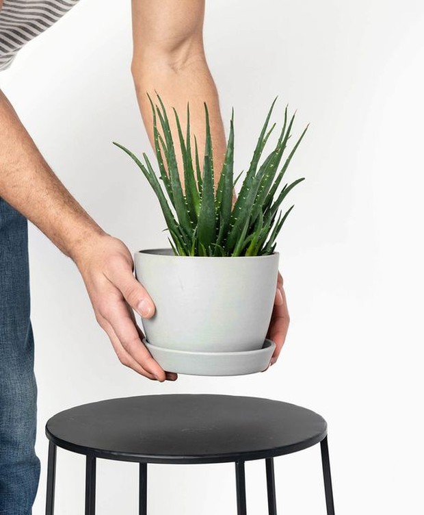 Hindari meletakkan di tempat gelap karena akan mudah mati.