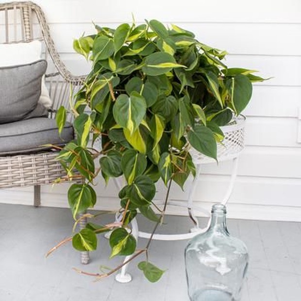 Philodendron Brasil akan terlihat cantik jika diletakkan dekat jendela atau rak.