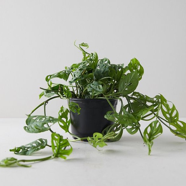 Tanaman jenis ini termasuk mampu tumbuh dimana saja.