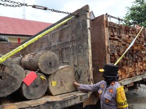Polda Kalteng Ungkap Kasus Pembalakan Liar, Pelaku Sudah Raup Rp 20 M Polda Kalteng Ungkap Kasus Pembalakan Liar, Pelaku Sudah Raup Rp 20 M