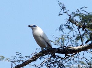 Jalak Bali, Burung Endemik Bali yang Terancam Punah Jalak Bali, Burung Endemik Bali yang Terancam Punah