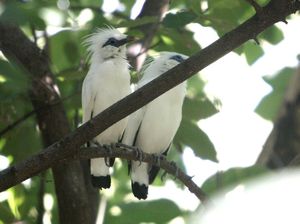 Jalak Bali Si Burung Setia, Pasangan Cuma Satu Sehidup Semati Jalak Bali Si Burung Setia, Pasangan Cuma Satu Sehidup Semati