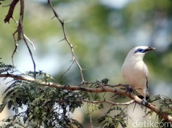 Burung Penyanyi Andal, Bagaimana Suaranya Dihasilkan?