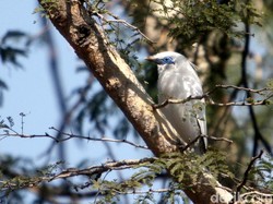 Jalak Bali: Habitat, Populasi, Keunikan, Makanan, dan Ciri-Ciri