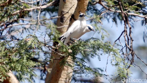 Potret Curik Bali yang Hilang Kini Kembali