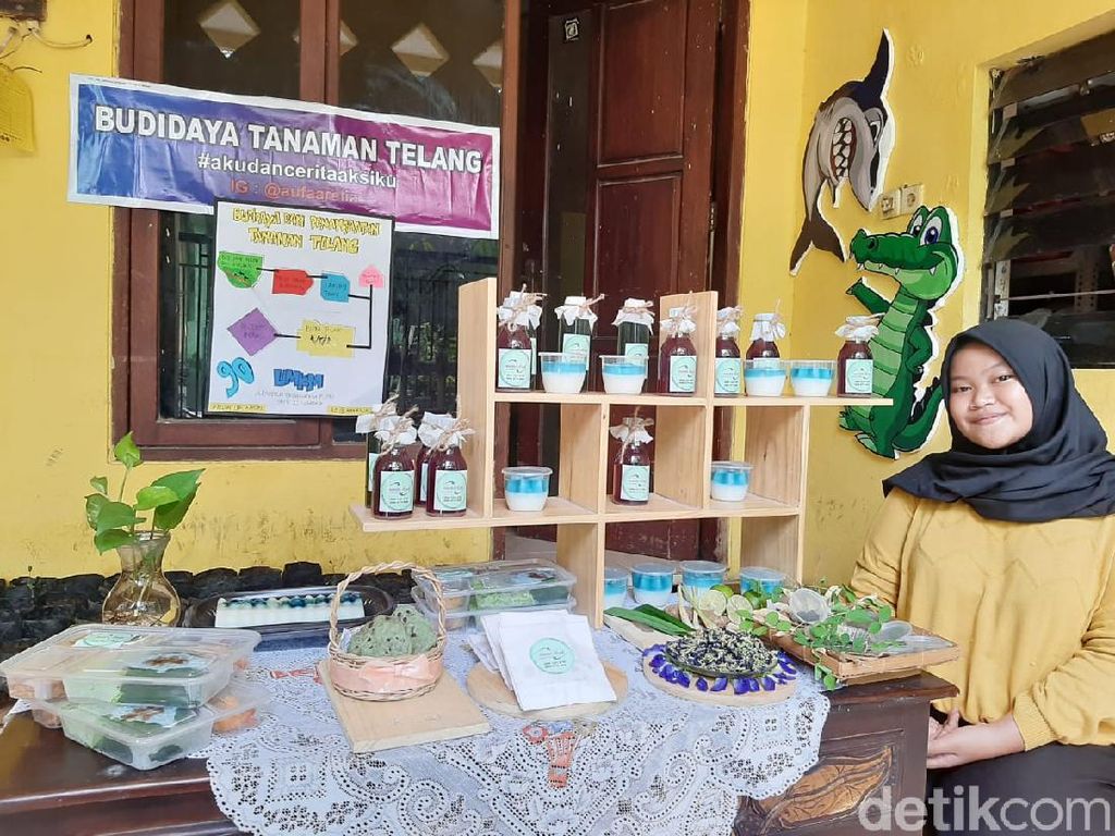 Siswi SMP di Surabaya Tanam Bunga Telang Lalu Diolah Jadi Pewarna Makanan