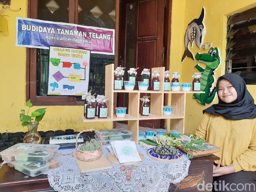Siswi SMP di Surabaya Tanam Bunga Telang Lalu Diolah Jadi Pewarna Makanan Siswi SMP di Surabaya Tanam Bunga Telang Lalu Diolah Jadi Pewarna Makanan