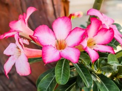 Cantiknya Kamboja Jepang: Inilah Fakta Unik, Cara Merawat, dan Harganya