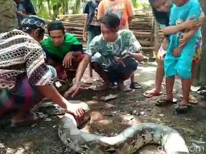 Begini Kondisi 2 Warga Kota Pasuruan yang Digigit Ular Sanca 4 Meter