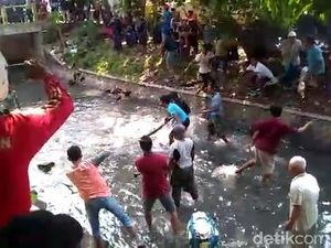 Penangkapan Ular Sanca 4 Meter di Kota Pasuruan hingga 2 Orang Kena Gigit