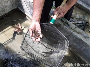 Melihat Budi Daya Lobster Air Tawar di Gunungkidul