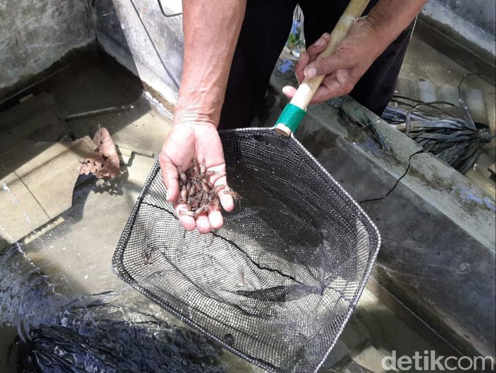 Melihat Budi Daya Lobster Air Tawar di Gunungkidul Melihat Budi Daya Lobster Air Tawar di Gunungkidul