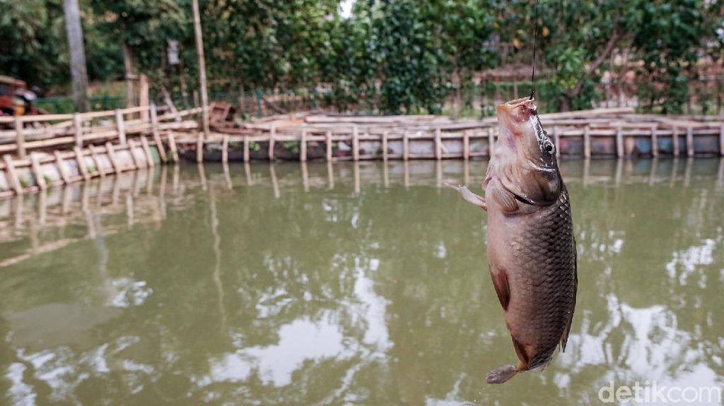 Beda Nasib Ikan Mas: Jadi Hama di Australia, Dibudidaya di Pondok Aren