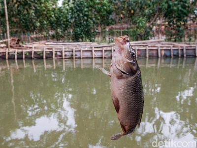 Beda Nasib Ikan Mas: Jadi Hama di Australia, Dibudidaya di Pondok Aren