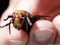 Koloni Tawon Ganas dari Asia Mulai Ditemukan di AS dan Kanada