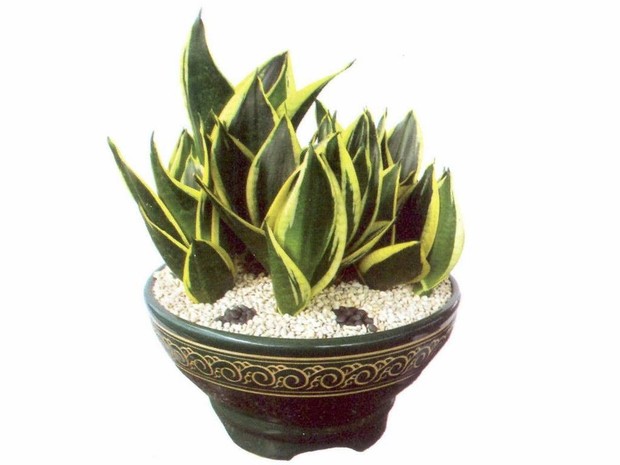 Pagoda Sansevieria
